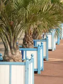 Hardy Feather Leaf Jelly Palm Tree (butia capitata)