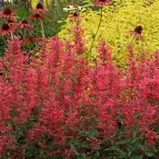 Agastache ‘Kudos Coral’