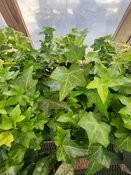 4″ English Ivy