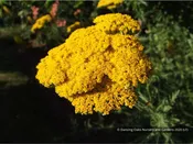 Achillea filipendulina 'Gold Plate', Gold Plate Yarrow