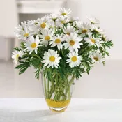Daisy Daze