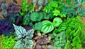 designer choice green plant