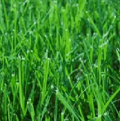 Perennial Ryegrass Seed – Turf Type Lawn