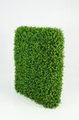 Boxwood Hedge - Large