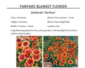 Fanfare Blanket Flower  — The Garden Kingdom