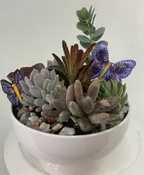SUCCULENT GARDEN