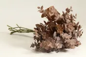 13.5″ Brown Eucalyptus Bundle
