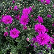 Aster novae-angliae 'Marie III' ~ Marie III Dark Pink New England Aster