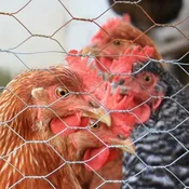 Aged Chicken Manure – 1.2 cf bag