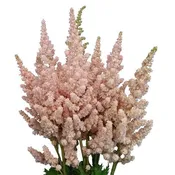 Astilbe