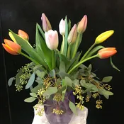 Springtime Tulips