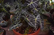 Alocasia-Amazonica 6"