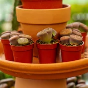2.5 Inch Mimicry Succulents