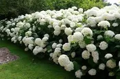 ANNABELLE HYDRANGEA (3 Gallon) hydrangea arborescens ‘annabelle’