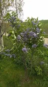 Syringa vulgaris ‘President Lincoln’