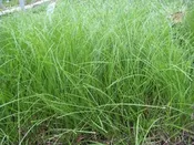 Carex radiata - Eastern Star Sedge