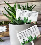 Succulent Care Guide