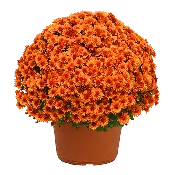 12" Mum Planter Sunset Orange