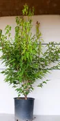 Acer ginnala ‘Bailey Compact’