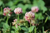 Alsike Clover Seed