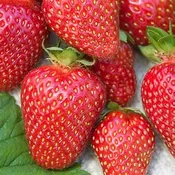 ALLSTAR STRAWBERRY