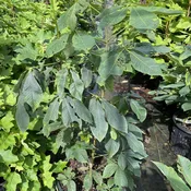 Aesculus parviflora (Bottlebrush Buckeye) Unity Grown