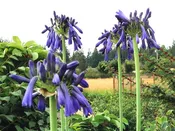 Agapanthus inapertus 'Sapphire Cascade'
