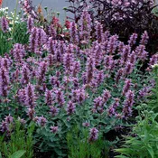 Agastache ‘Kudos Silver Blue’