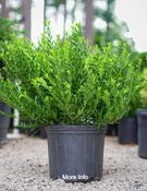 Hoogendorn Japanese Holly