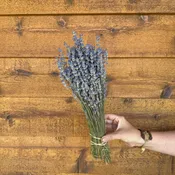 English Lavender - Light Blue — Charles Little and Company LLC