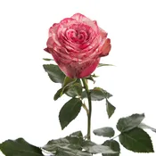 Bi-Color Pink- Magic Times Rose