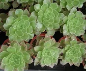 AEONIUM GARNET “GREEN”