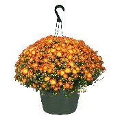 10" Hanging Basket Mum Dazzling Stacy Orange