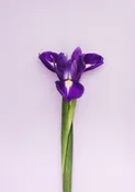 Iris Rhizome — Barren Wholesale greenhouse
