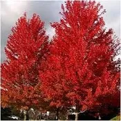 Acer tartaricum ‘Garann’ Cal 2.5