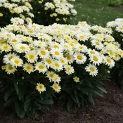 Amazing Daisies® Banana Cream Shasta Daisy