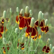 Mexican Hat – 100 Seeds