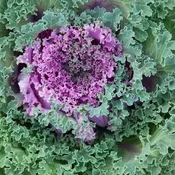 4.5" Kale Assorted — Farmington Greenhouse MN