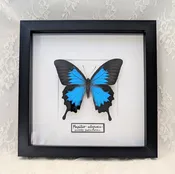 Beginners Bug Pinning Workshop: Ulysses Swallowtail Butterfly
