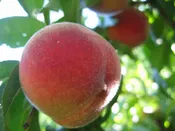 3 in 1 Combination Peach Tree