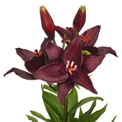 Asiatic Lily