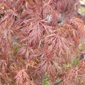 Acer palmatum var. dissectum 'Crimson Queen' (Japanese Maple)