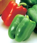 Aristotle (x3r) Sweet Pepper Hybrid