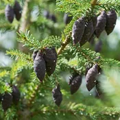 Black Spruce
