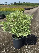 Dogwood, Ivory Halo #3/#5 (MS), #3/#5