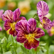 Brush Strokes Viola