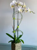 (1) Double Spike Phalaenopsis Orchid
