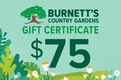 $75 Gift Certificate $75