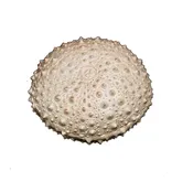 Table Art Sea Urchin Box