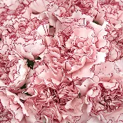 Mother's Day Bulk Standard Carnations